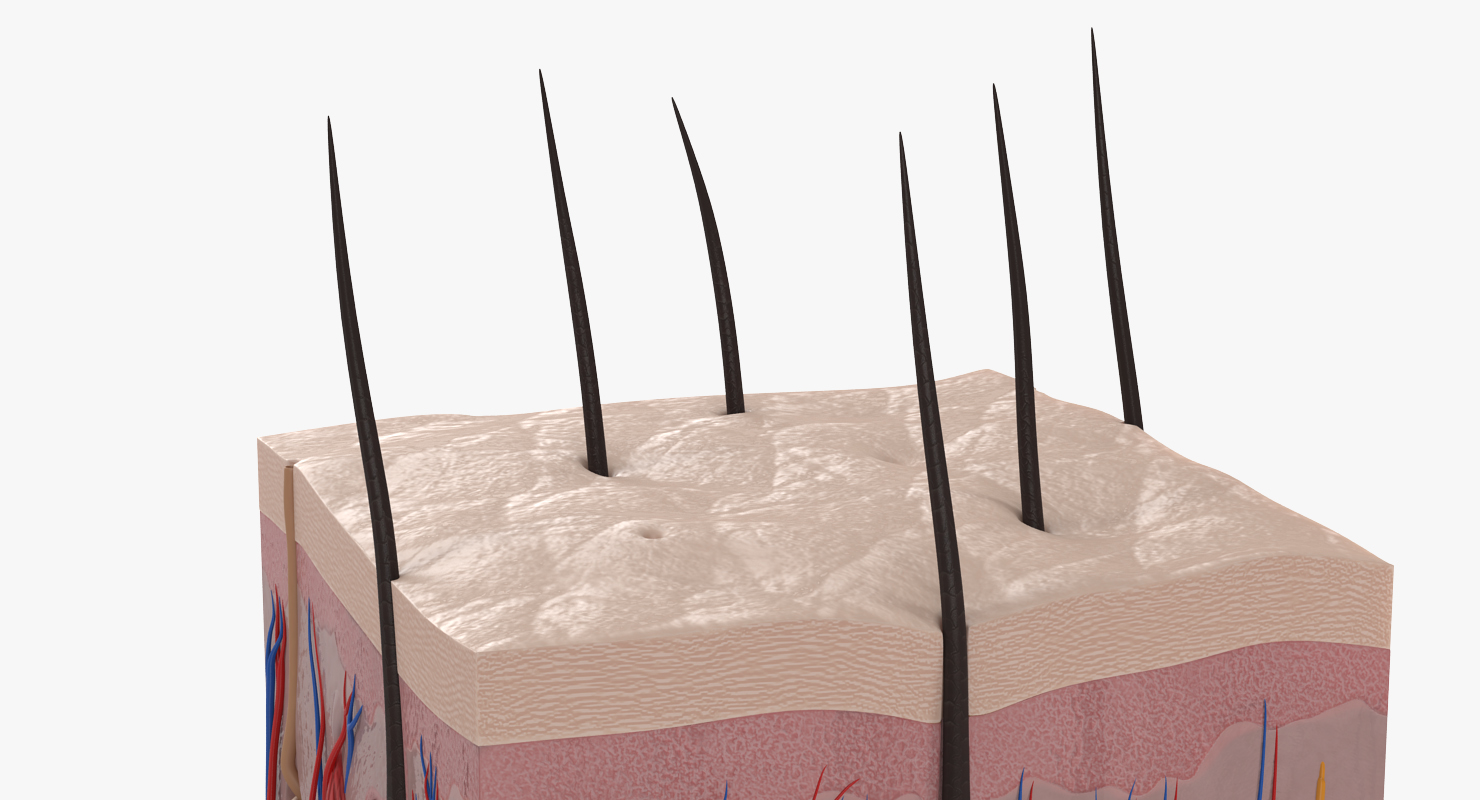 Cross Section of Human Skin 3D