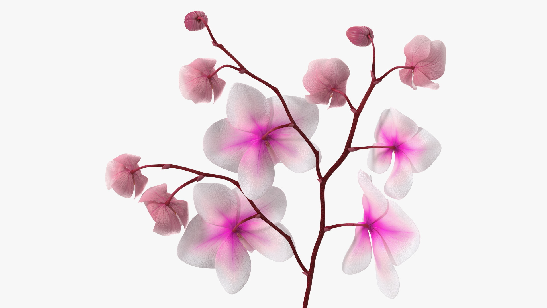 Pink Orchid Small budded 3D model