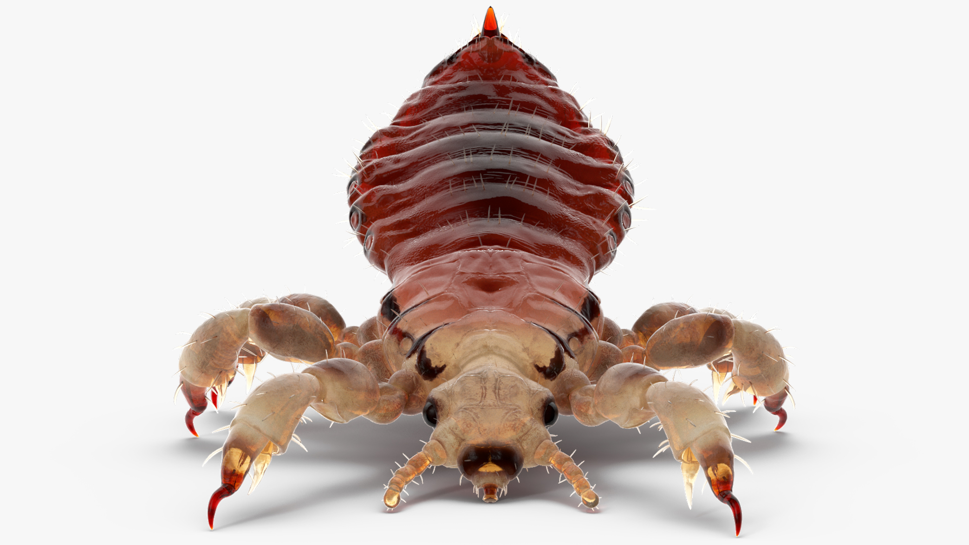 3D Parasitic Insect Louse with Blood SSS Rigged for Cinema 4D model