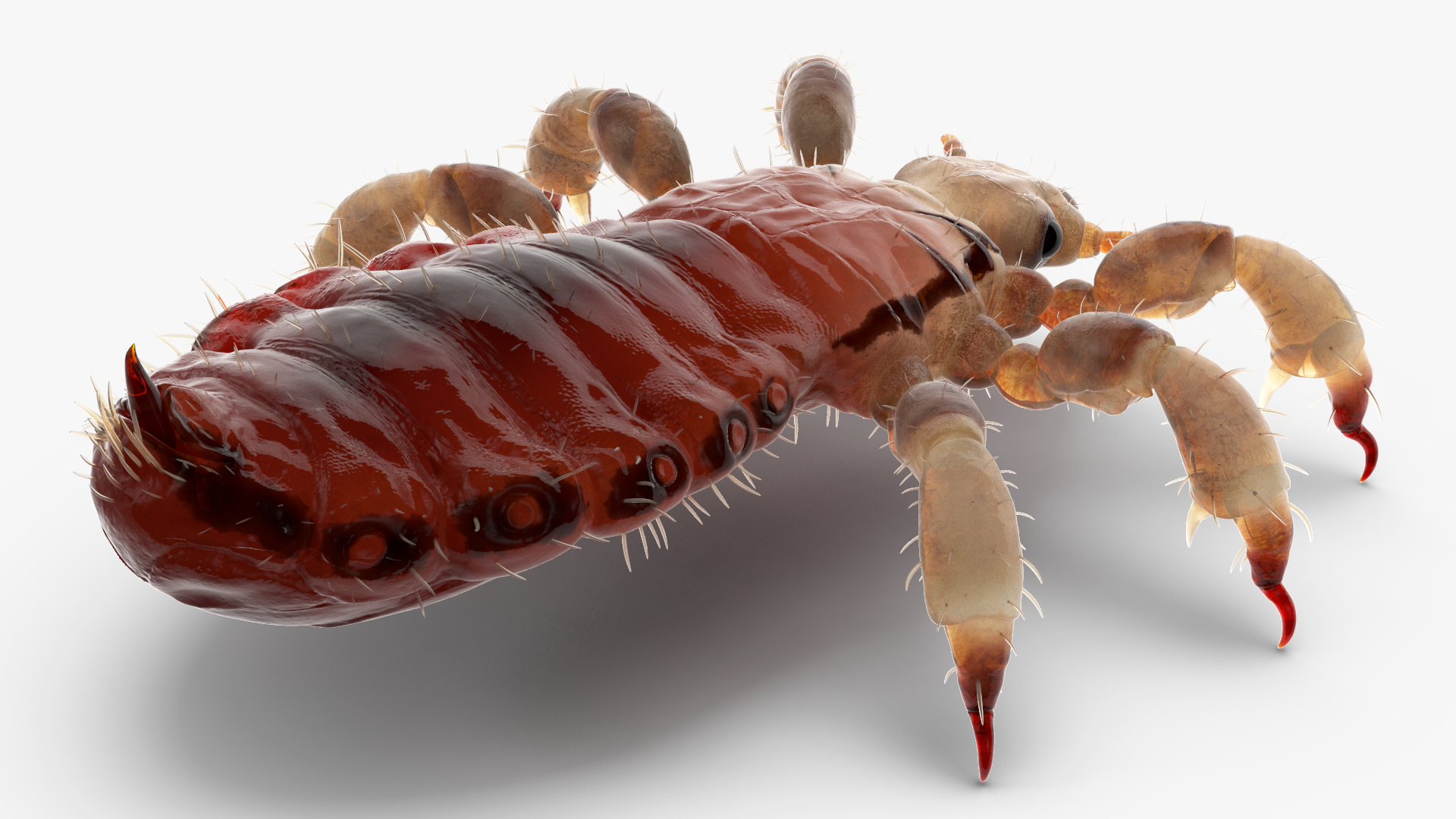 3D Parasitic Insect Louse with Blood SSS Rigged for Cinema 4D model