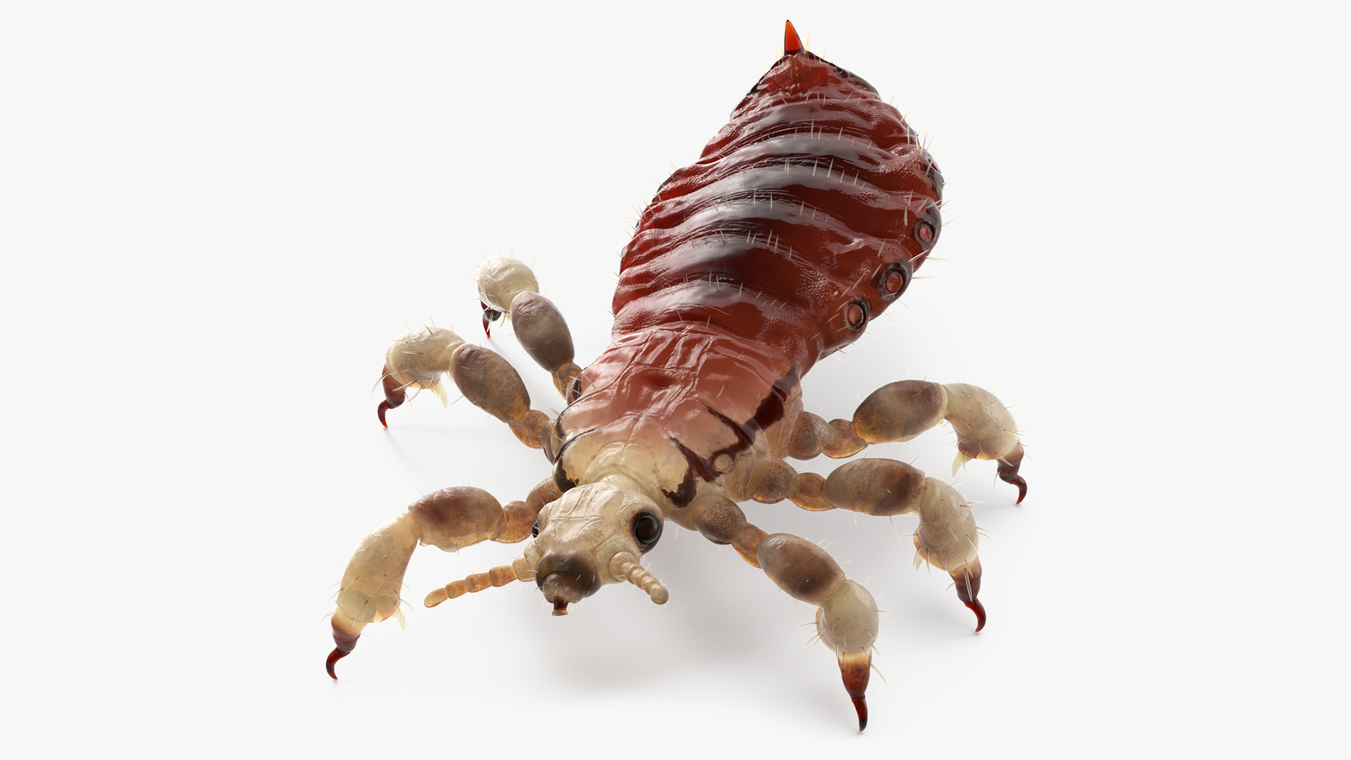 3D Parasitic Insect Louse with Blood SSS Rigged for Cinema 4D model