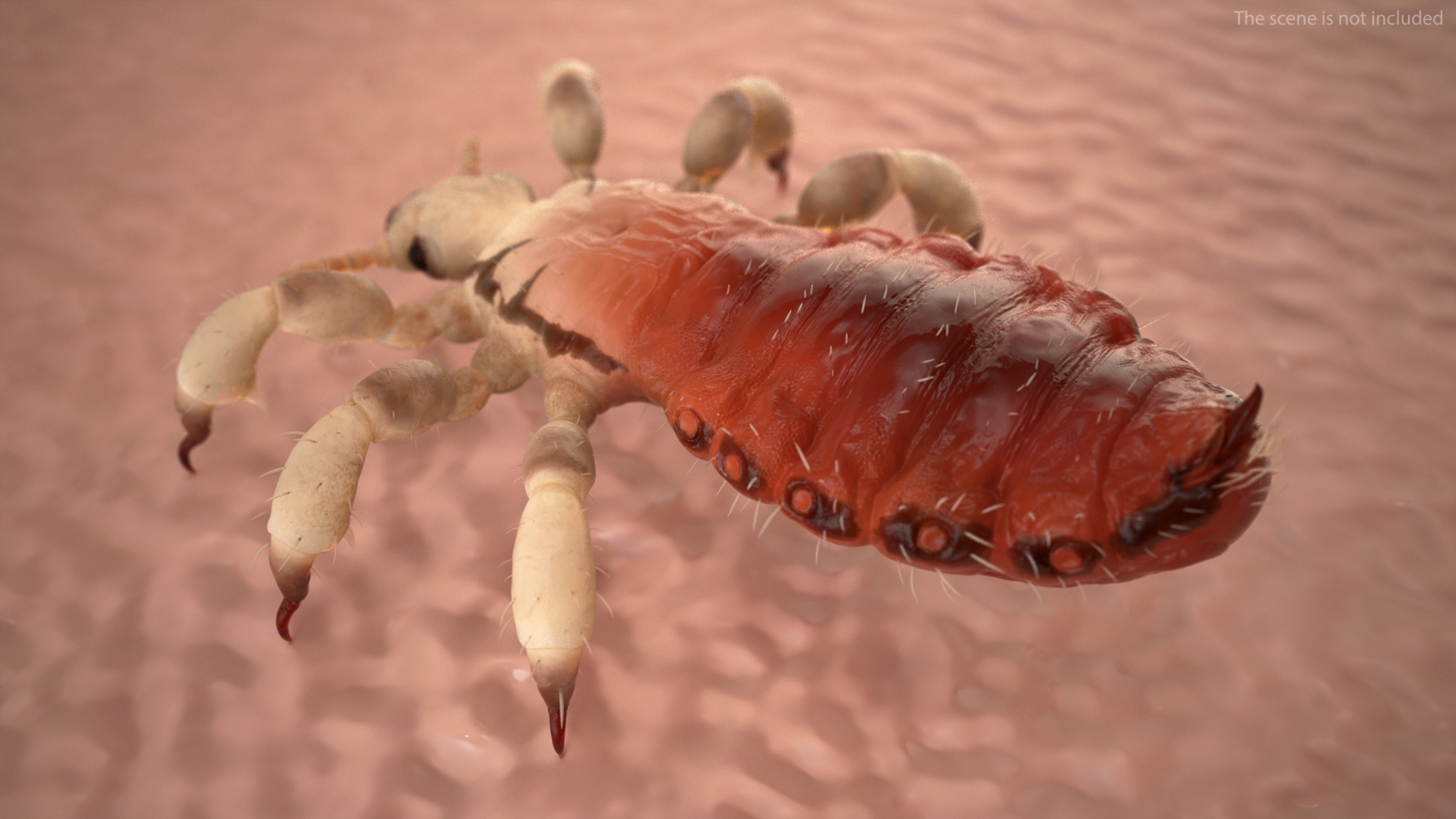 3D Parasitic Insect Louse with Blood SSS Rigged for Cinema 4D model