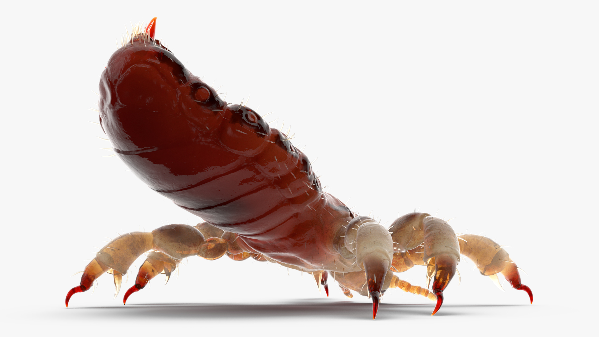 3D Parasitic Insect Louse with Blood SSS Rigged for Cinema 4D model