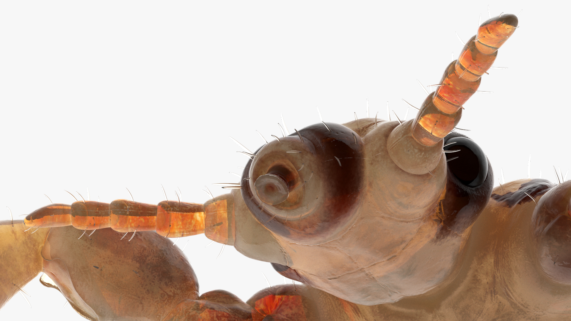 3D Parasitic Insect Louse with Blood SSS Rigged for Cinema 4D model