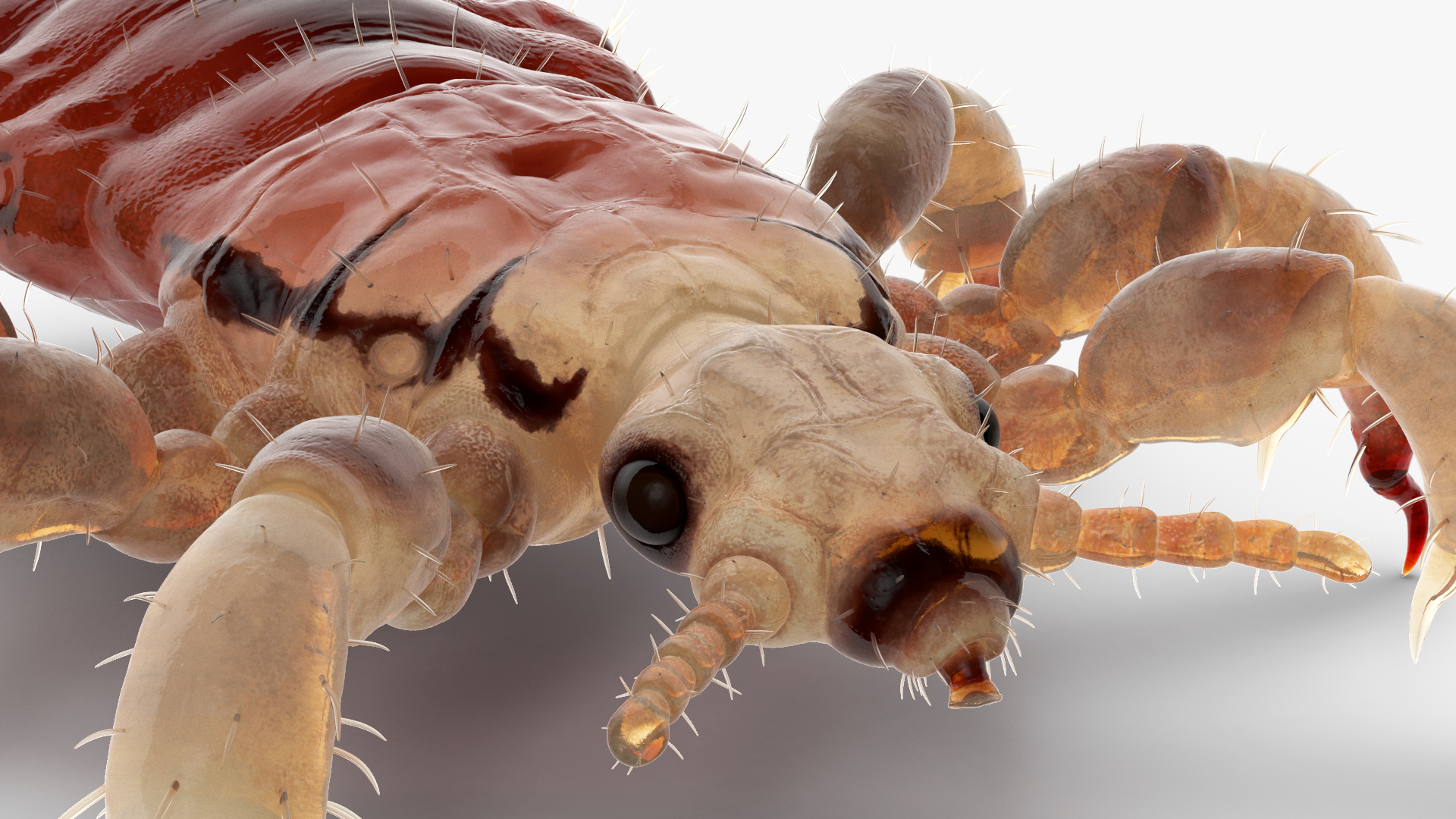 3D Parasitic Insect Louse with Blood SSS Rigged for Cinema 4D model