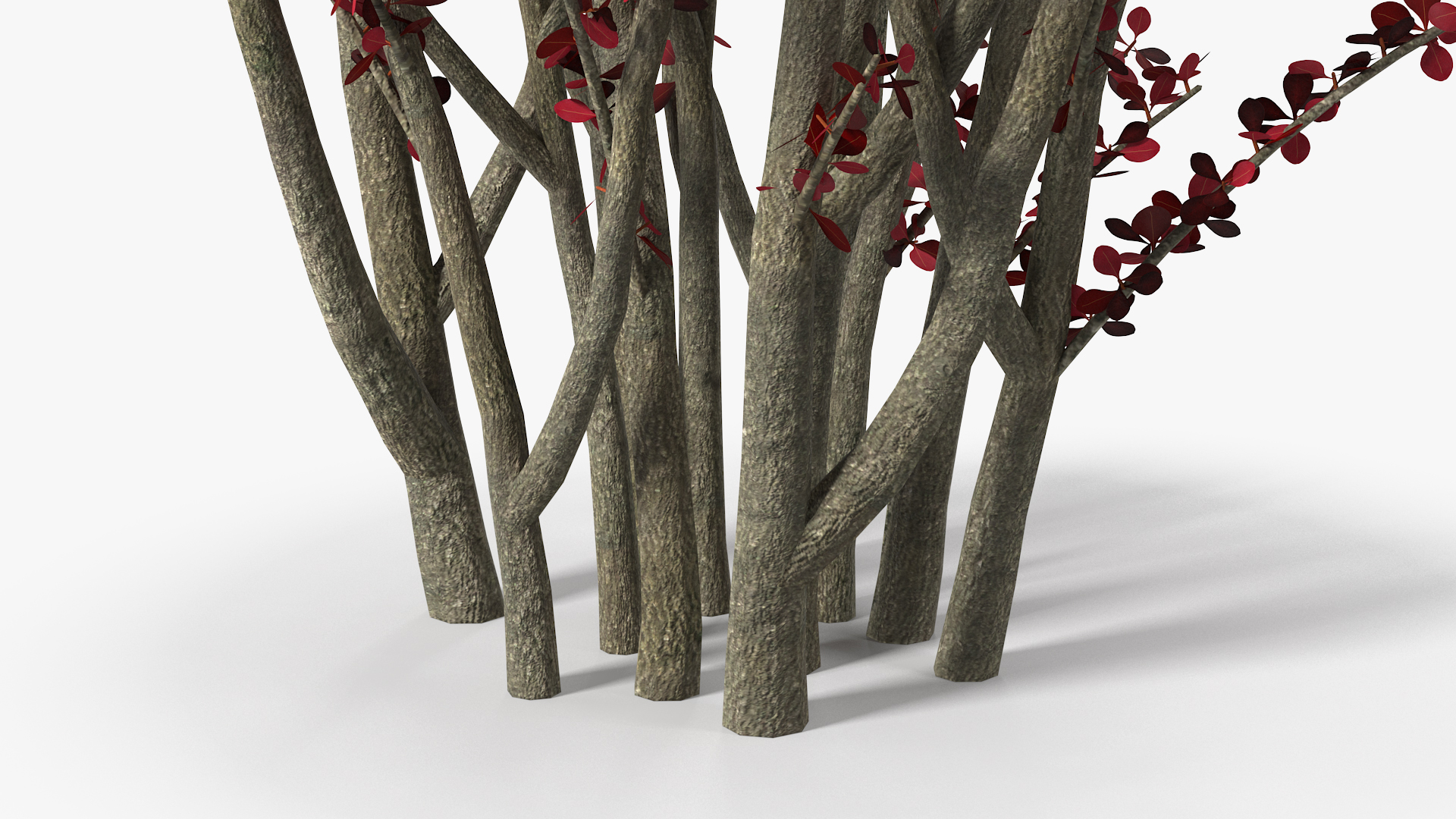 Barberry Bush Red 3D