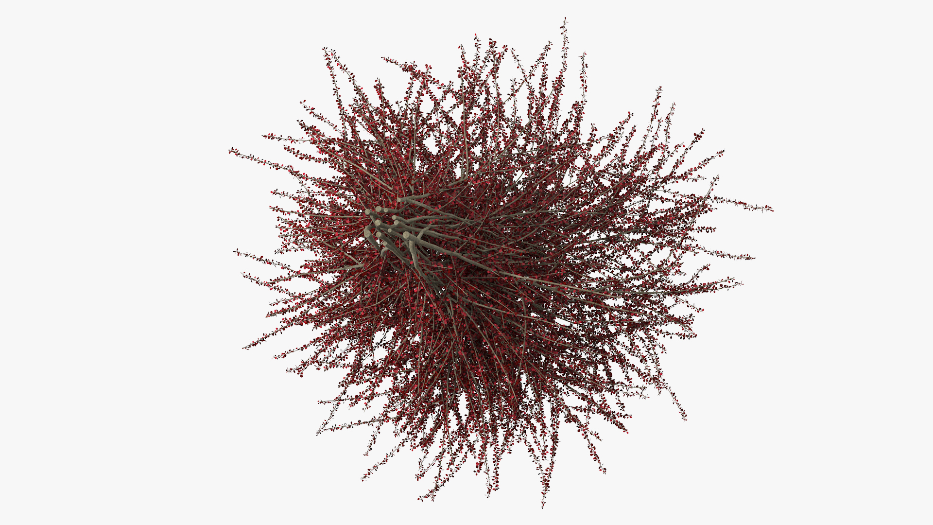 Barberry Bush Red 3D