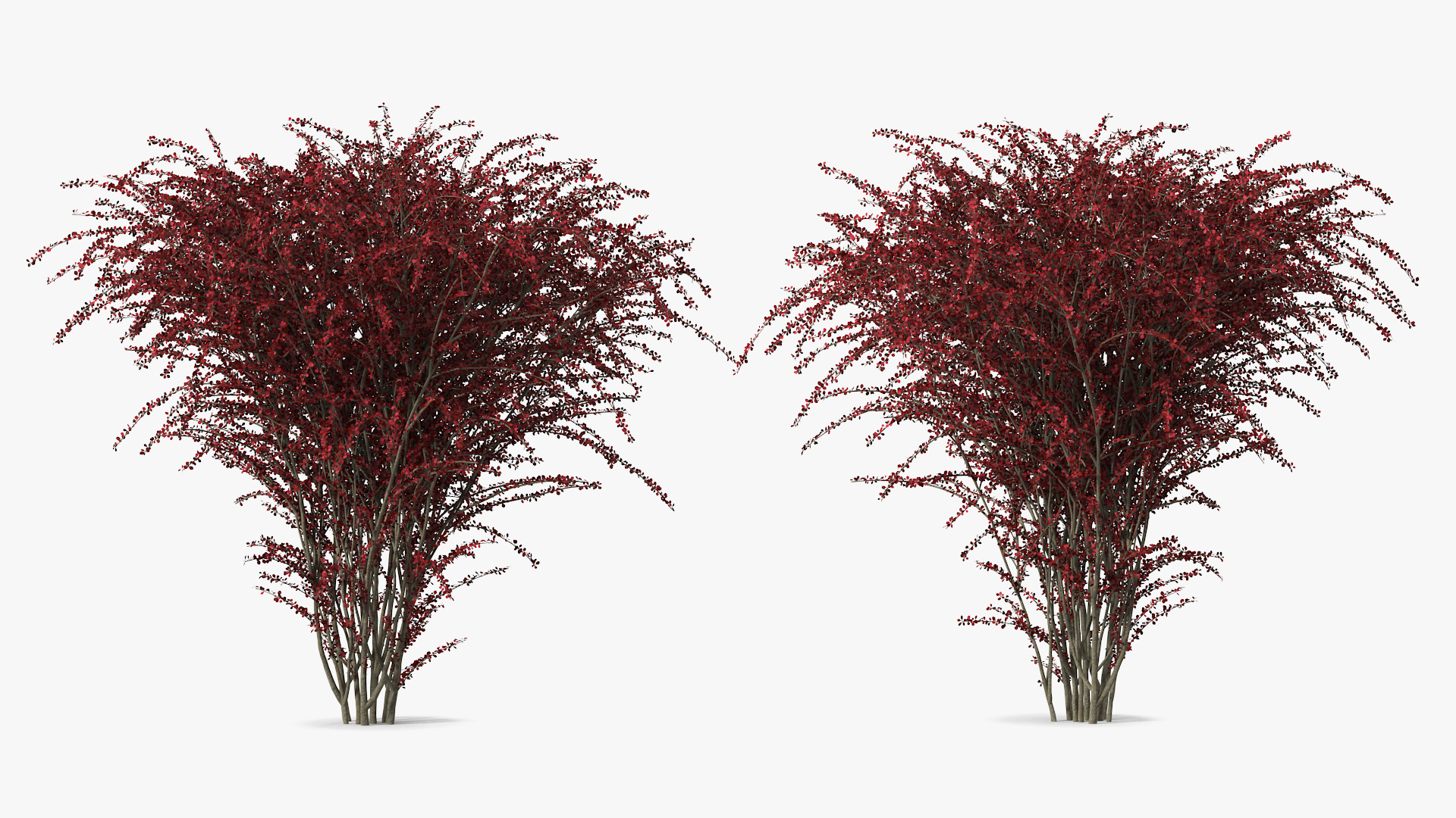 Barberry Bush Red 3D