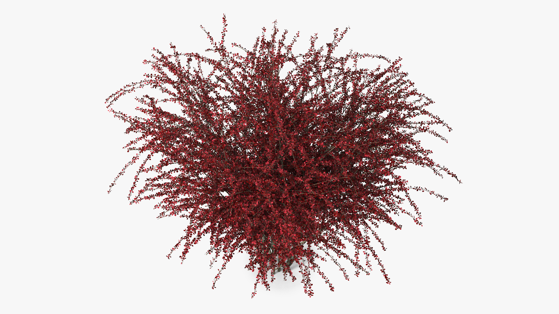 Barberry Bush Red 3D