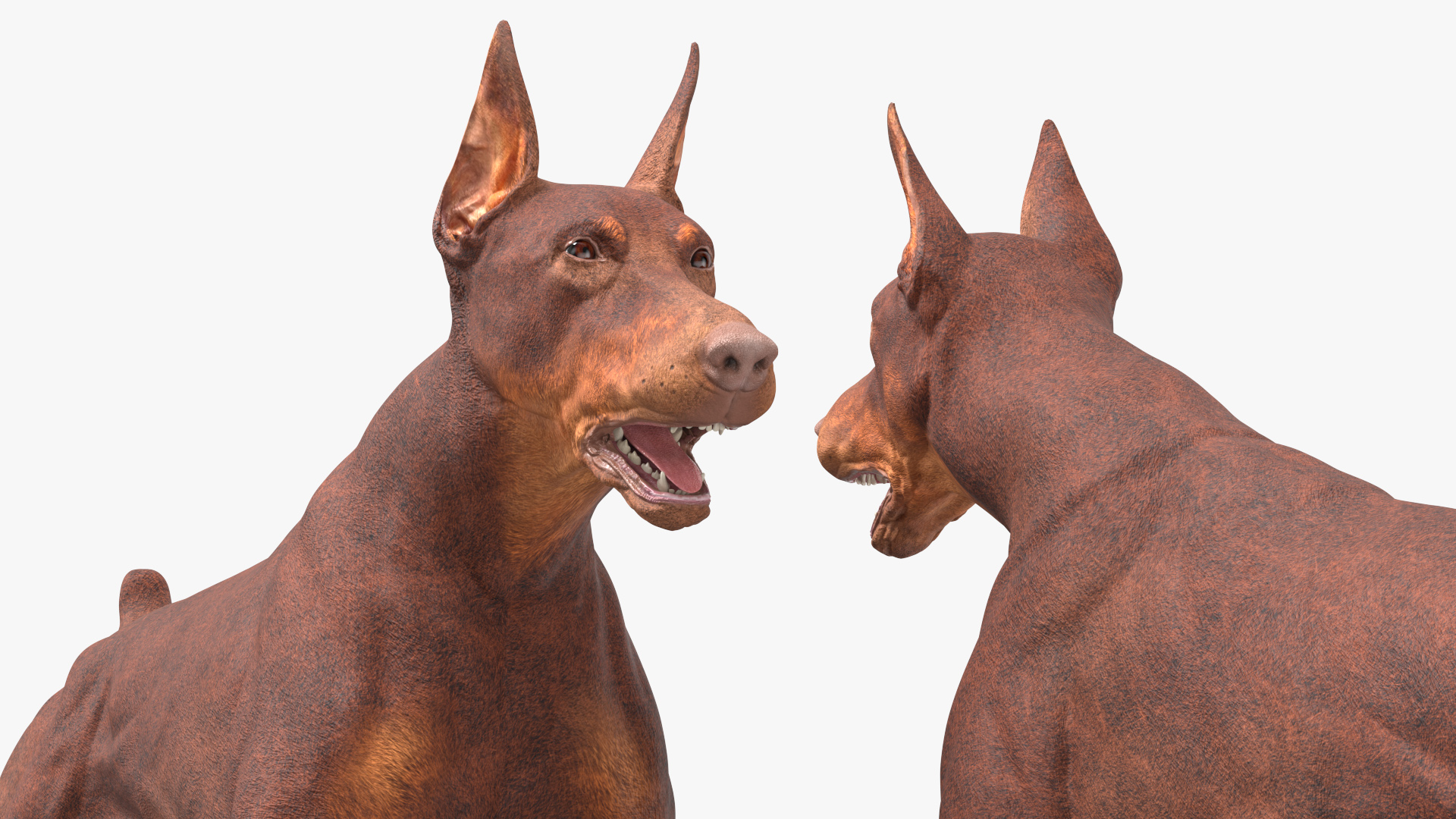 3D Doberman Dog Brown Running