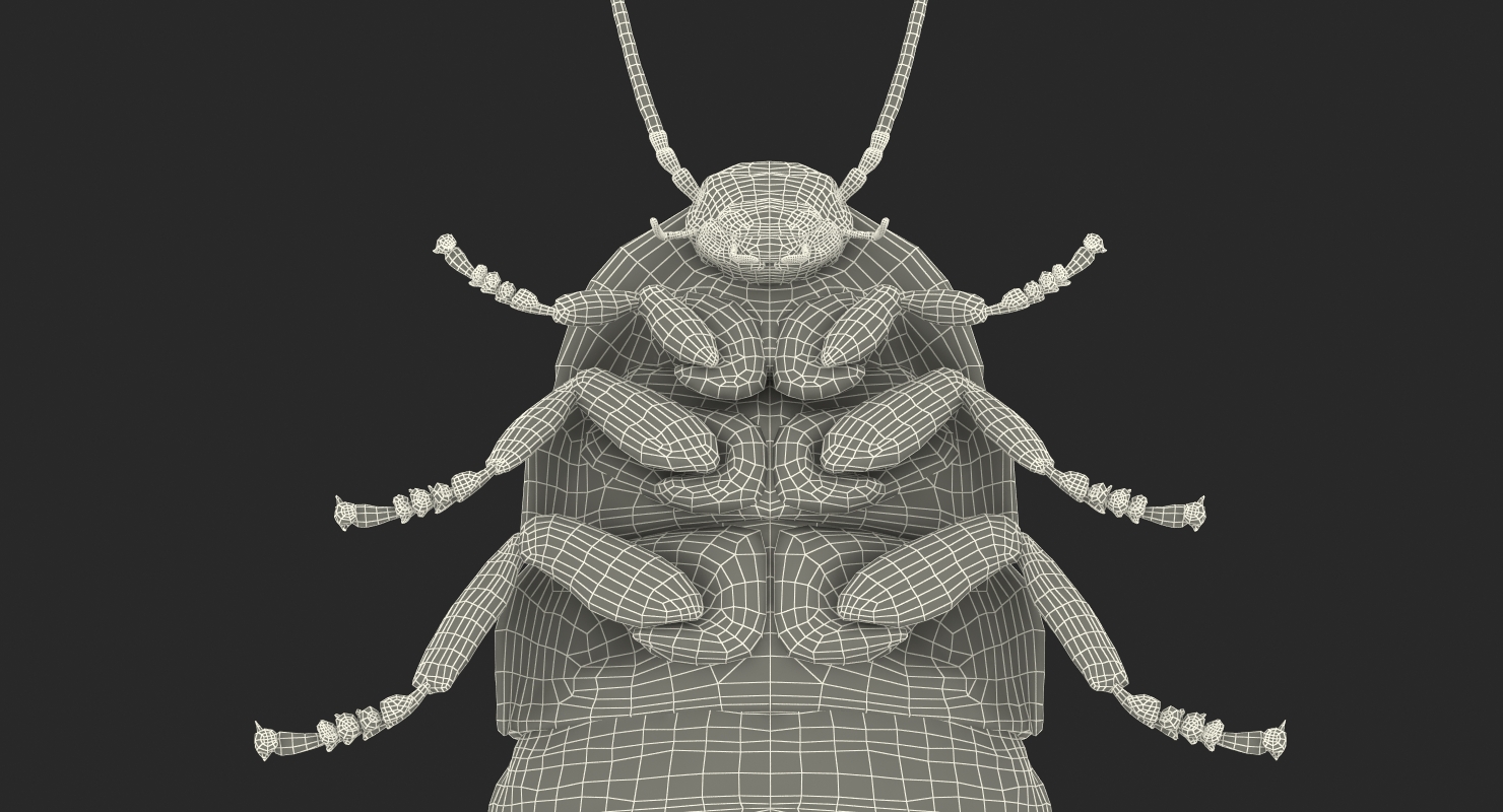 3D Madagascar Giant Hissing Cockroach with Fur model