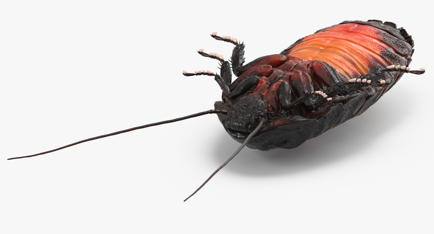 3D Madagascar Giant Hissing Cockroach with Fur model