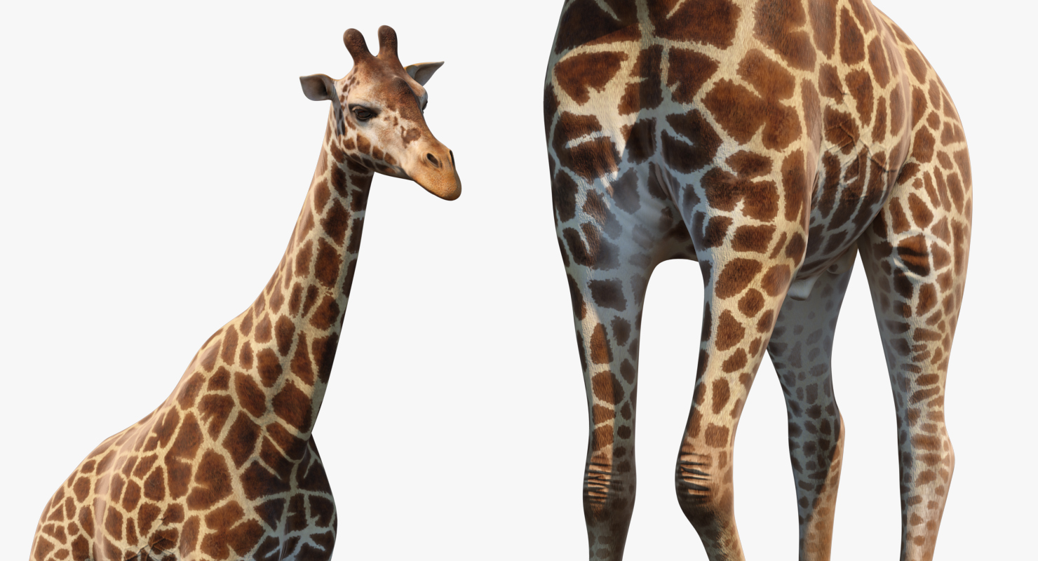 3D African Giraffe Walking Pose model