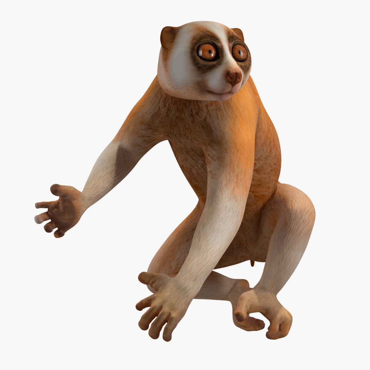 Lemur Slow Loris Rigged for Cinema 4D 3D