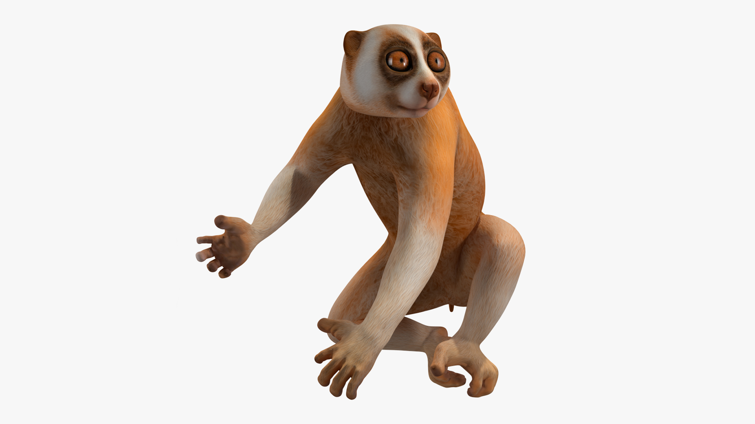 Lemur Slow Loris Rigged for Cinema 4D 3D