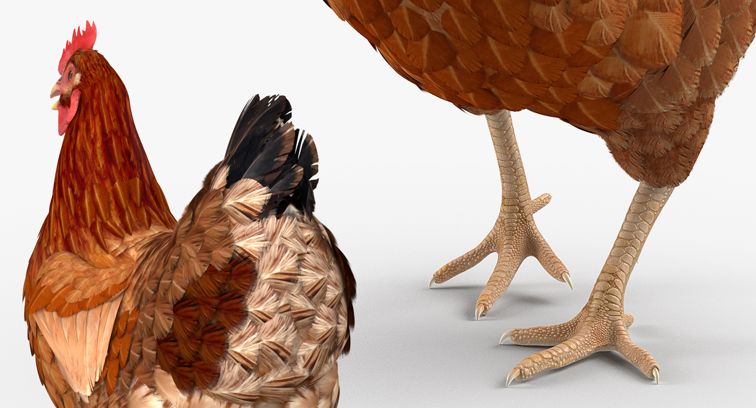 3D Brown Chicken Walking Pose