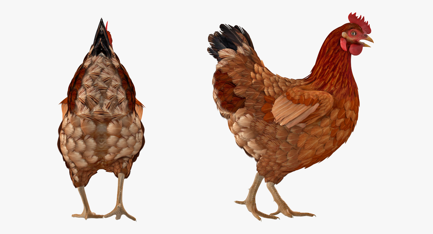 3D Brown Chicken Walking Pose