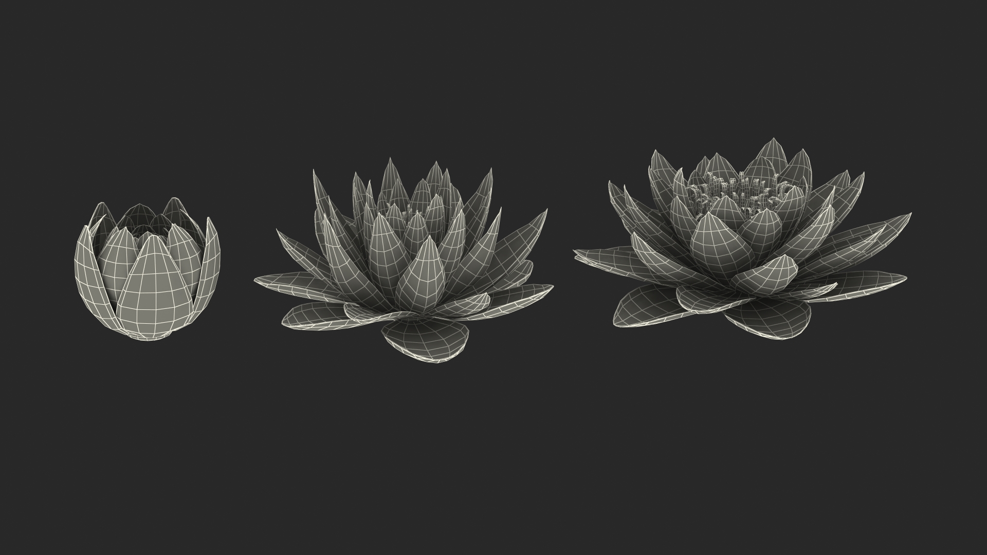 3D model Nymphaea Siam Purple Blue