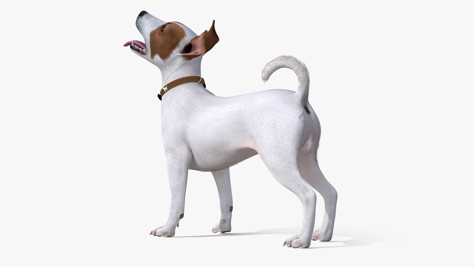 3D White Jack Russell Terrier Waiting Pose Fur model