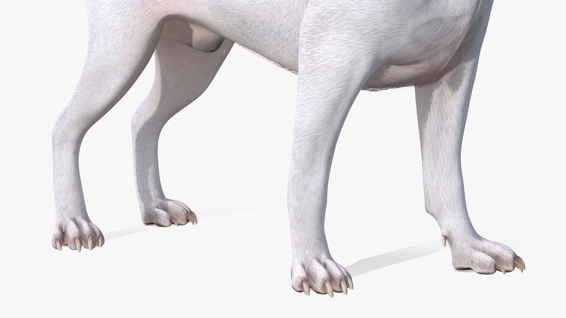 3D White Jack Russell Terrier Waiting Pose Fur model