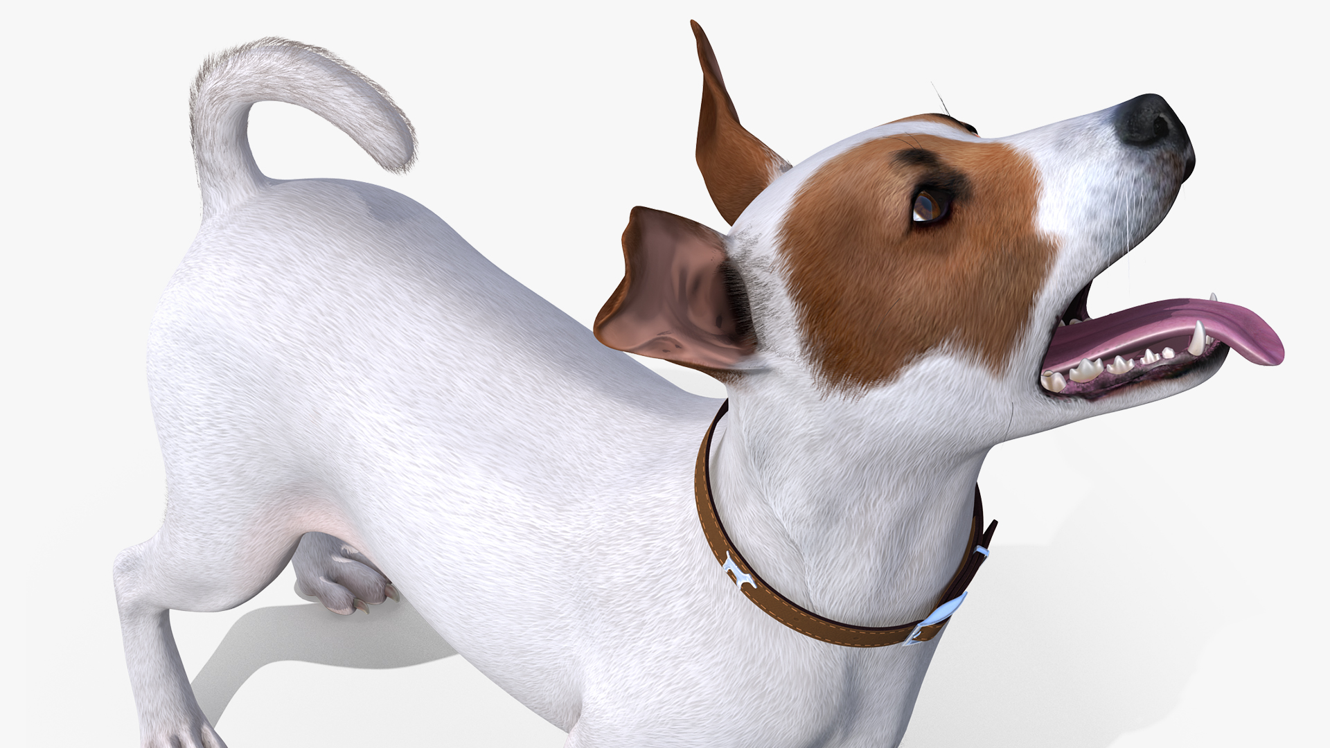 3D White Jack Russell Terrier Waiting Pose Fur model