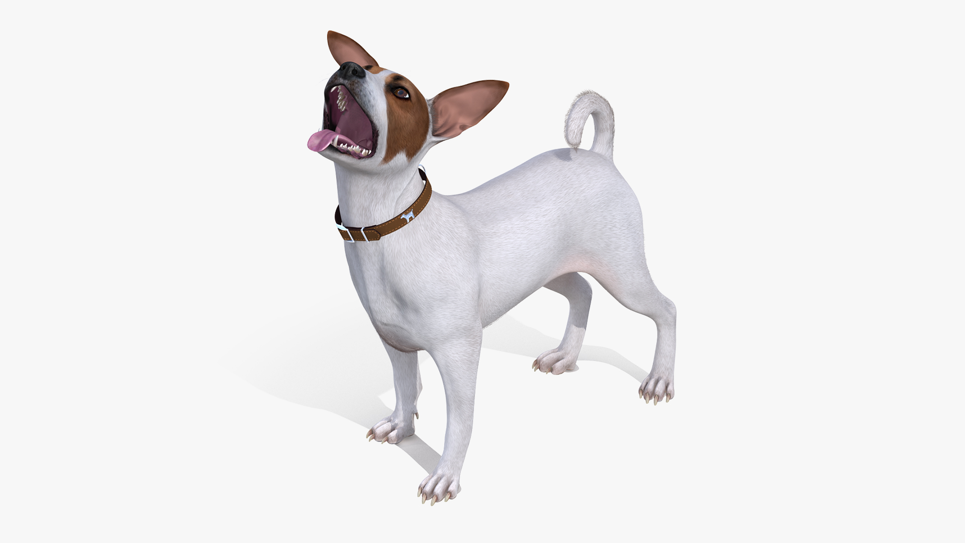 3D White Jack Russell Terrier Waiting Pose Fur model