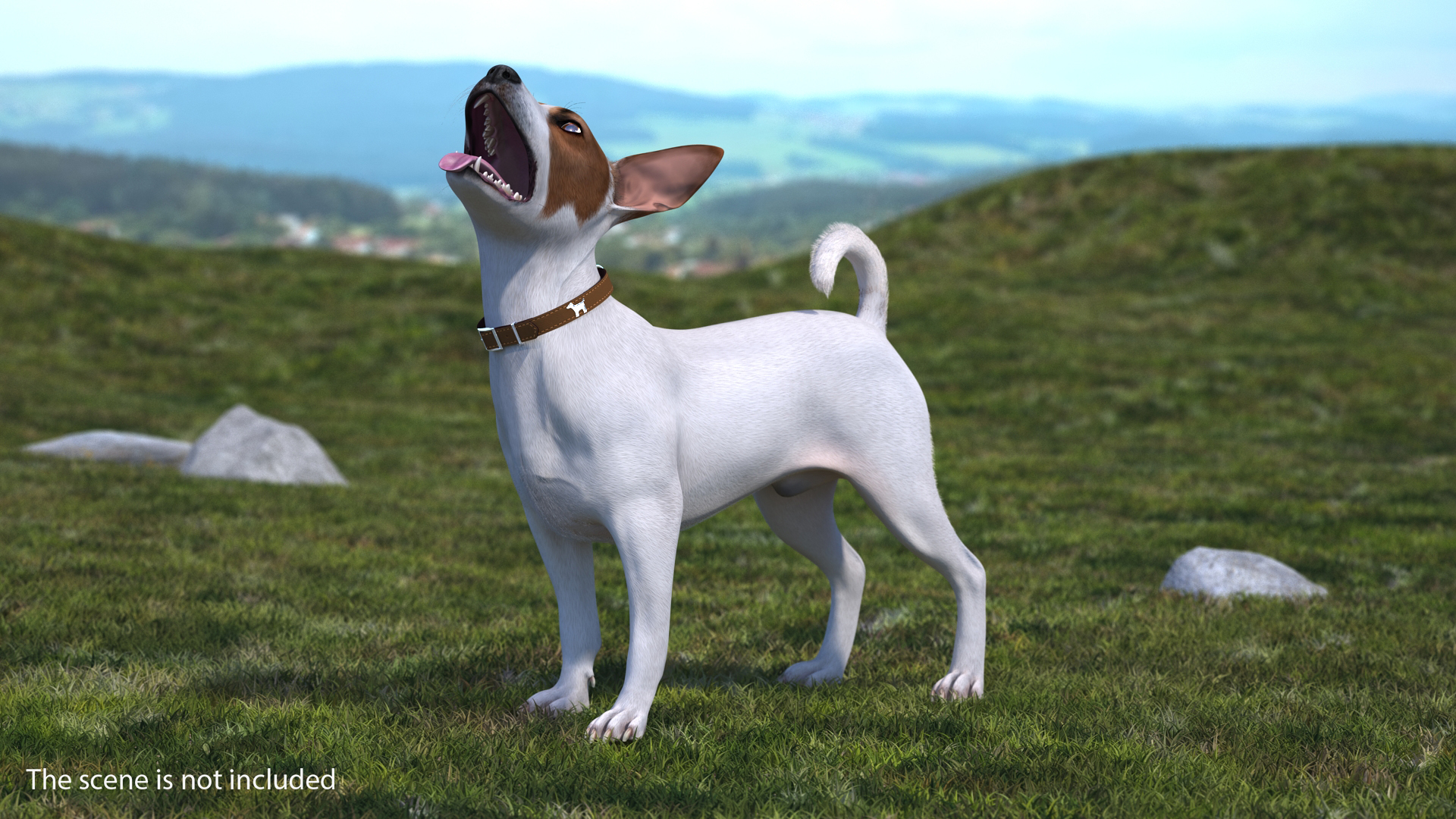 3D White Jack Russell Terrier Waiting Pose Fur model