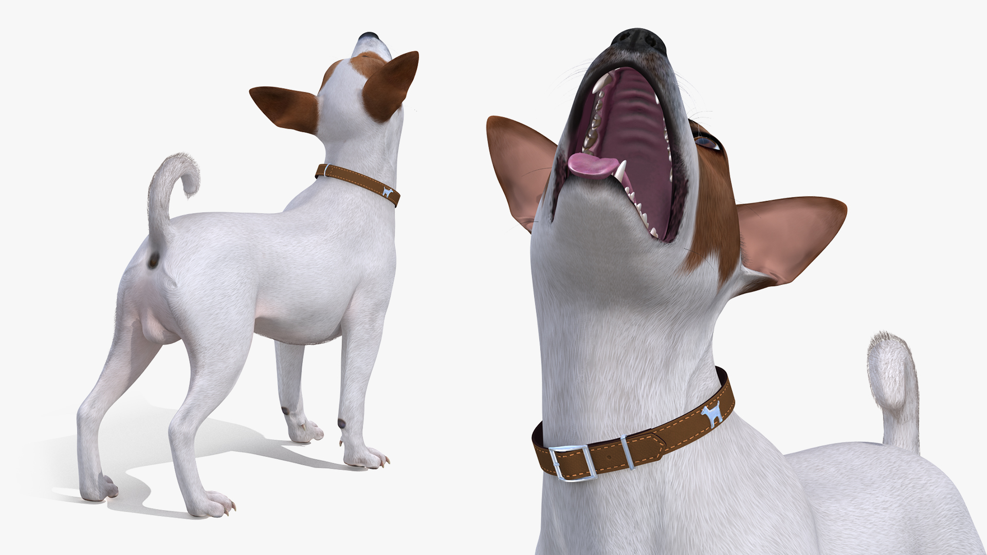 3D White Jack Russell Terrier Waiting Pose Fur model