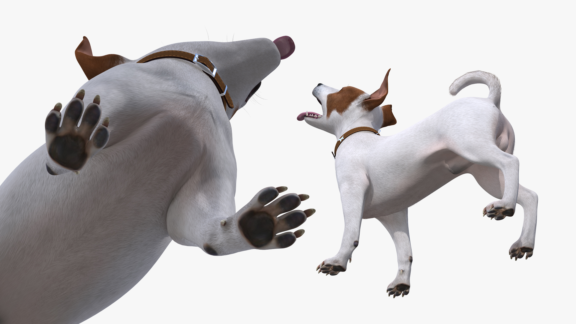 3D White Jack Russell Terrier Waiting Pose Fur model