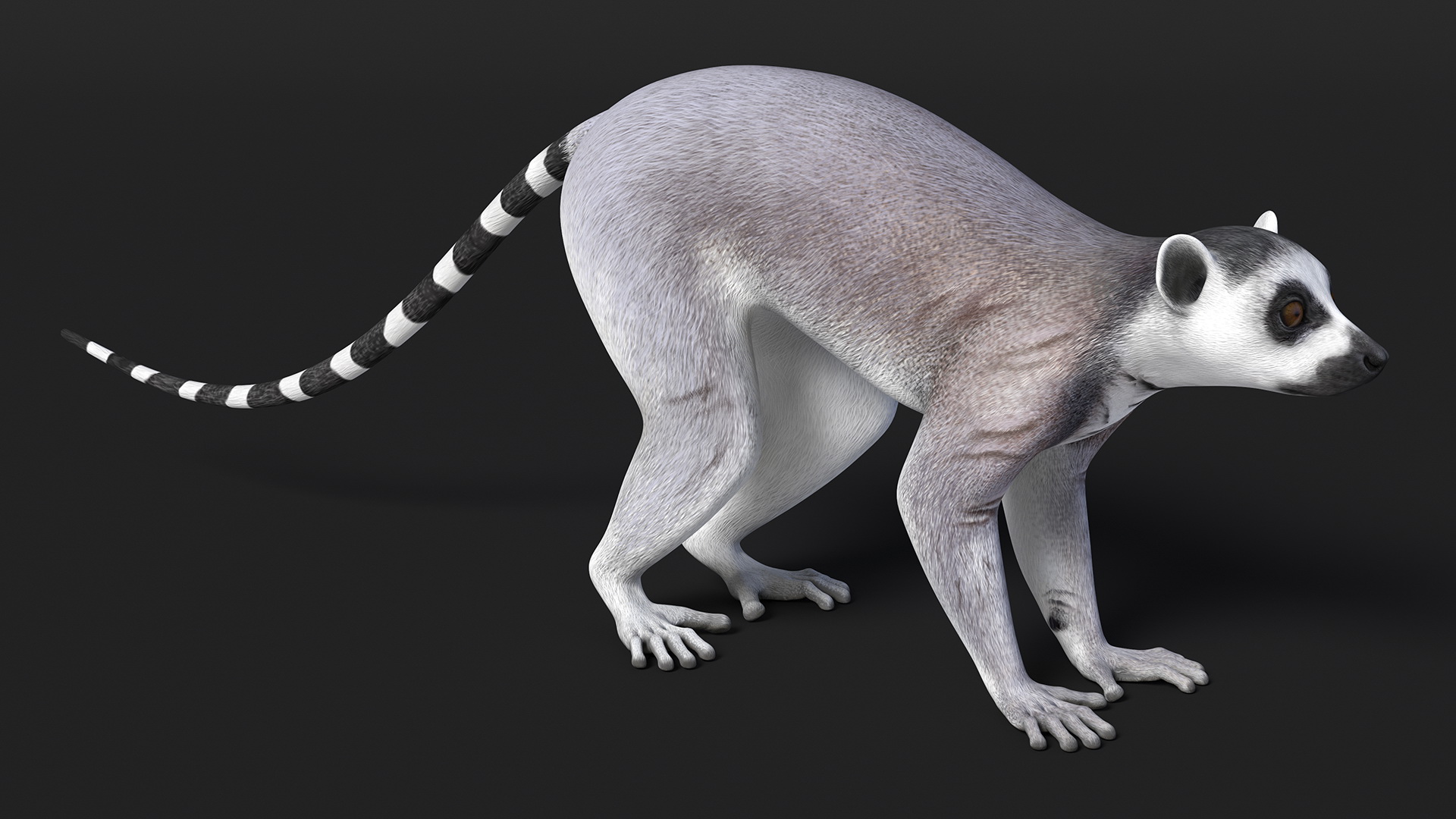 3D Lemur Rigged for Maya