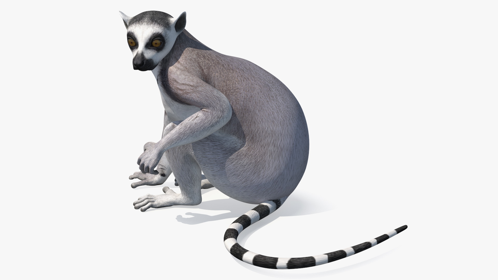 3D Lemur Rigged for Maya