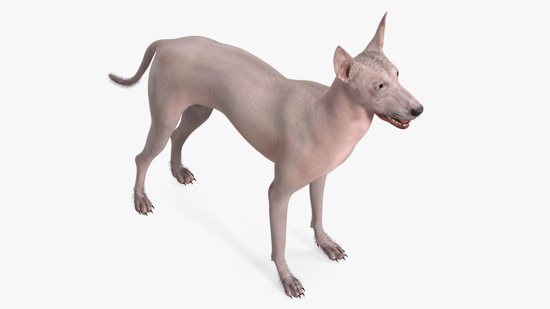 Xoloitzcuintli Mexican Dog Fawn Fur Rigged 3D