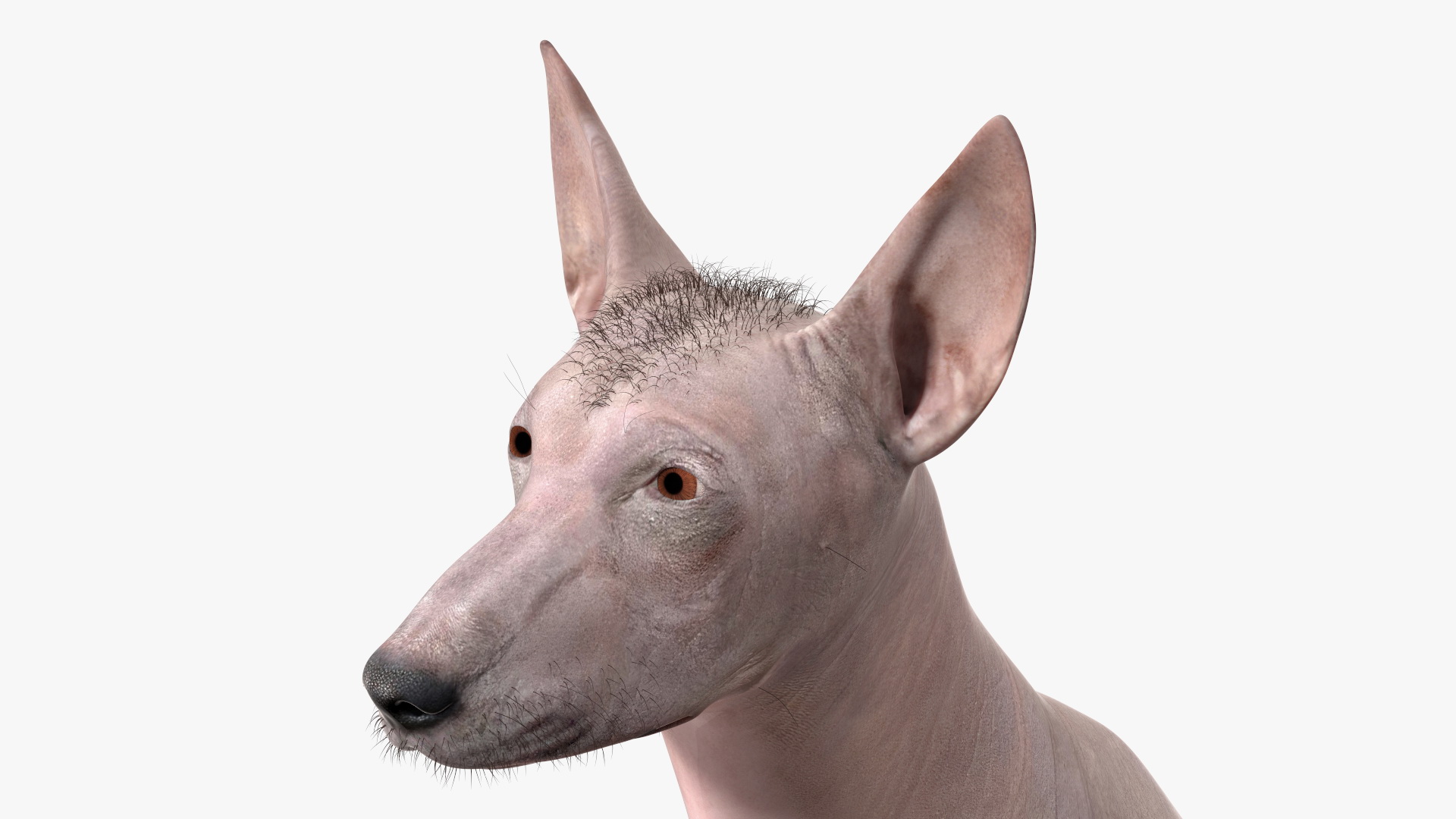 Xoloitzcuintli Mexican Dog Fawn Fur Rigged 3D