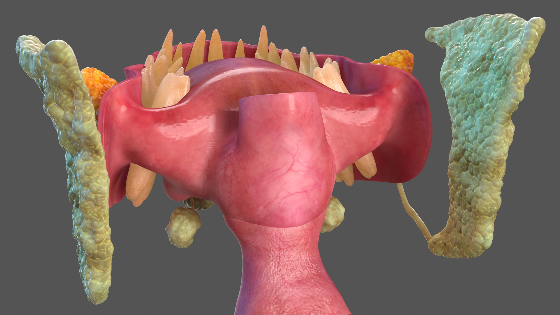 Human Full Respiratory System 3D model