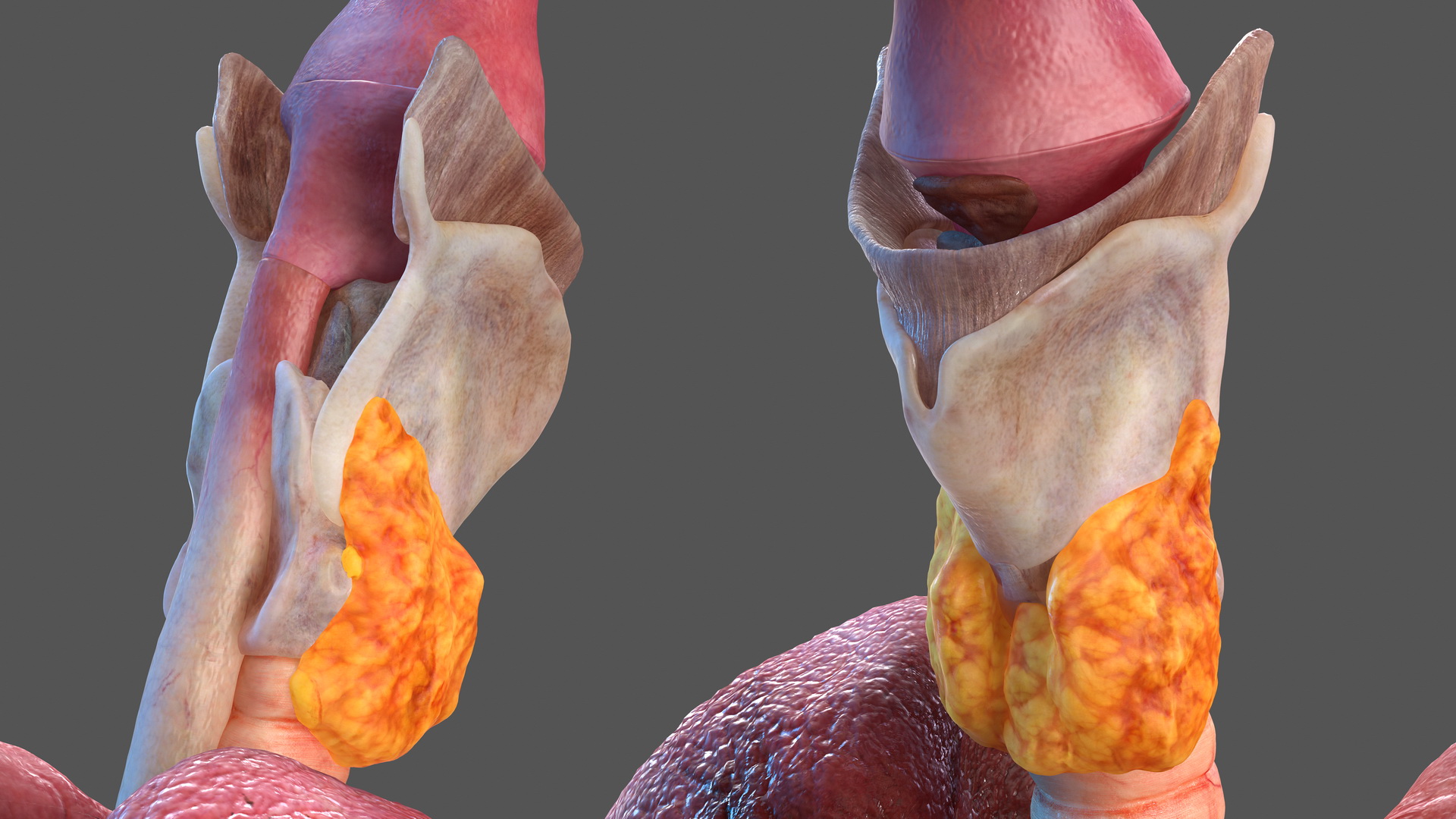 Human Full Respiratory System 3D model