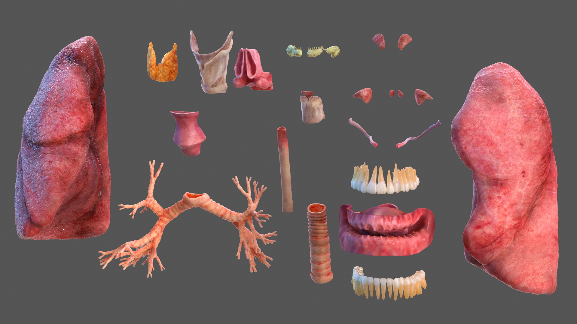 Human Full Respiratory System 3D model