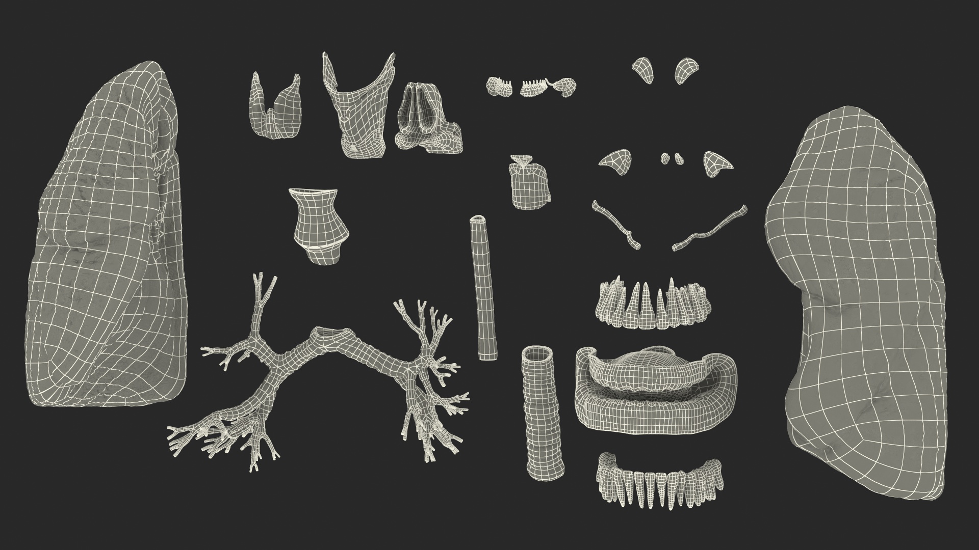 Human Full Respiratory System 3D model