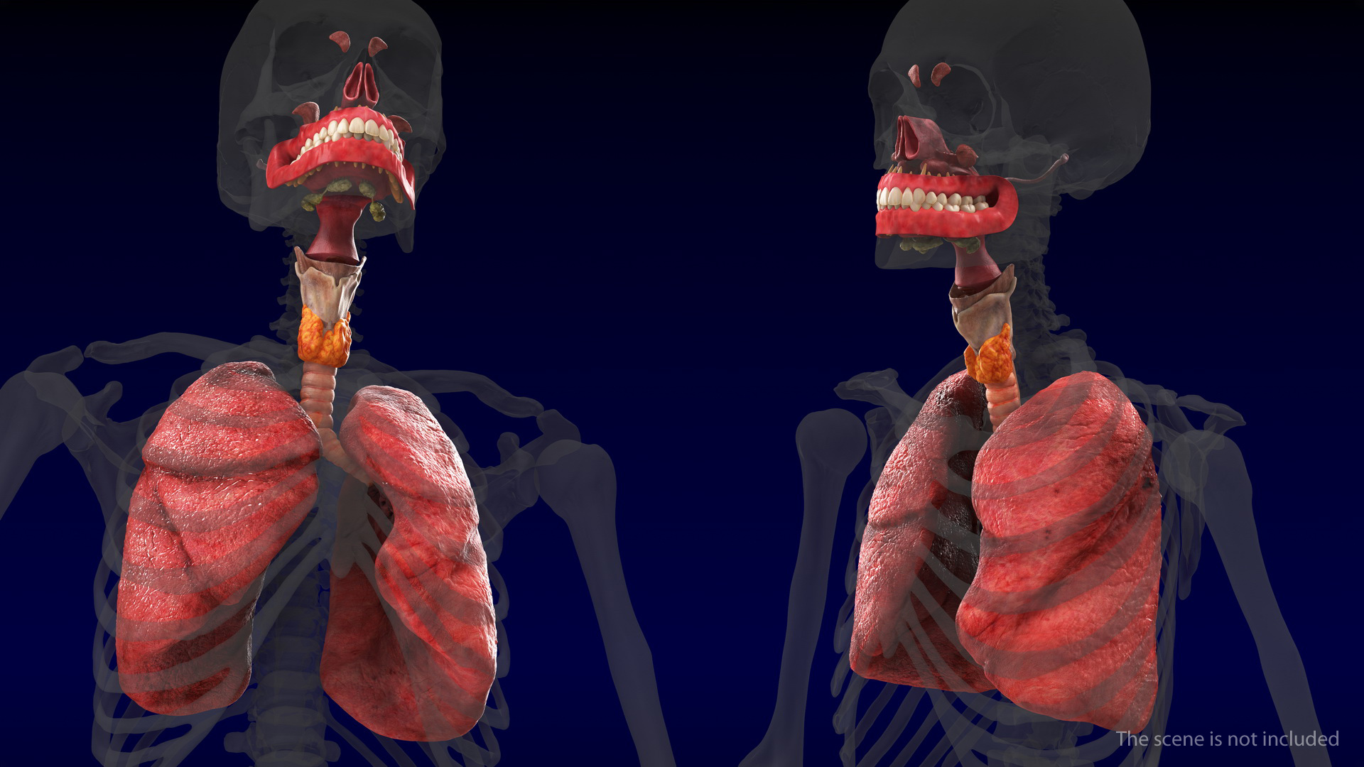 Human Full Respiratory System 3D model