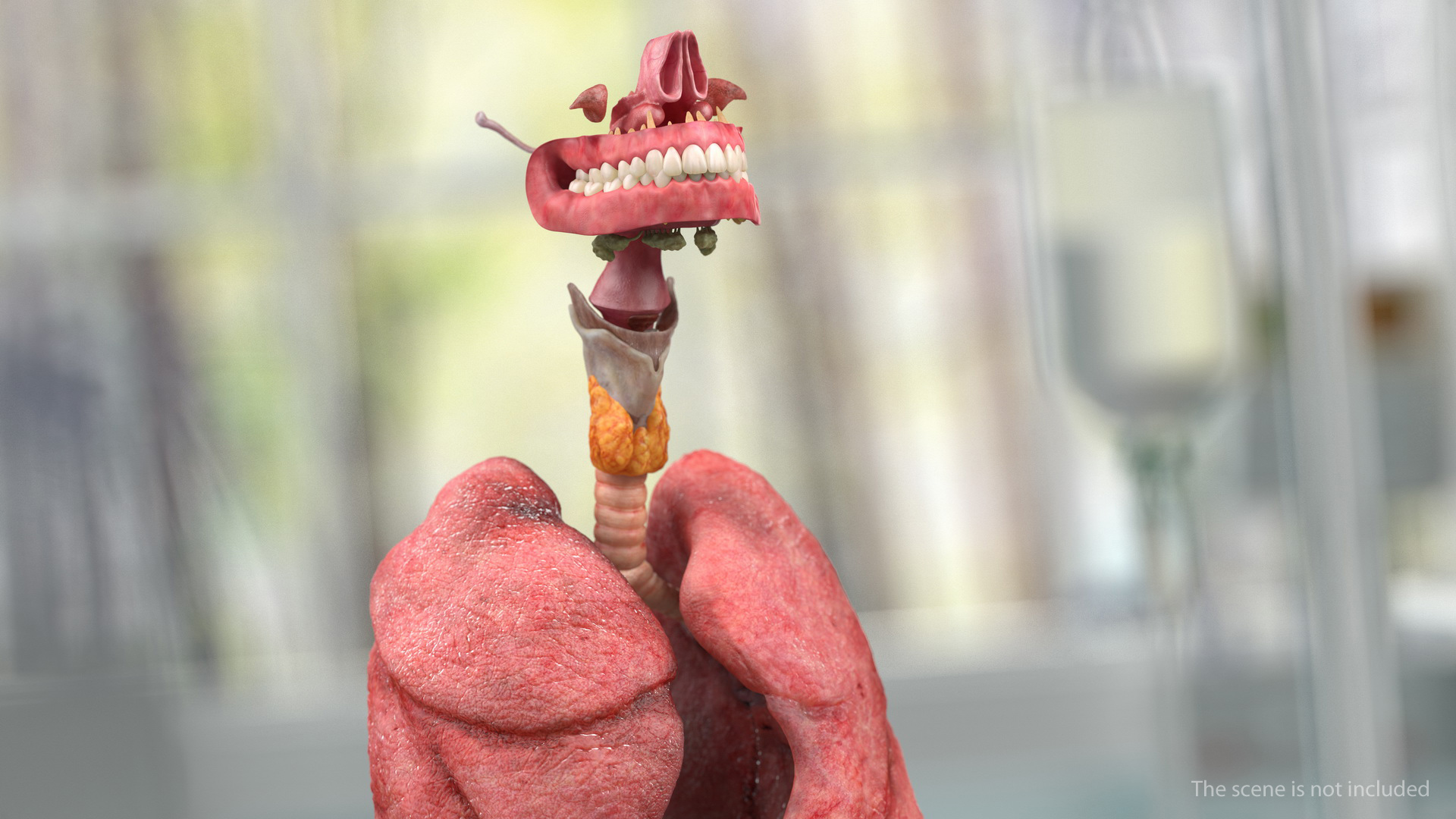 Human Full Respiratory System 3D model