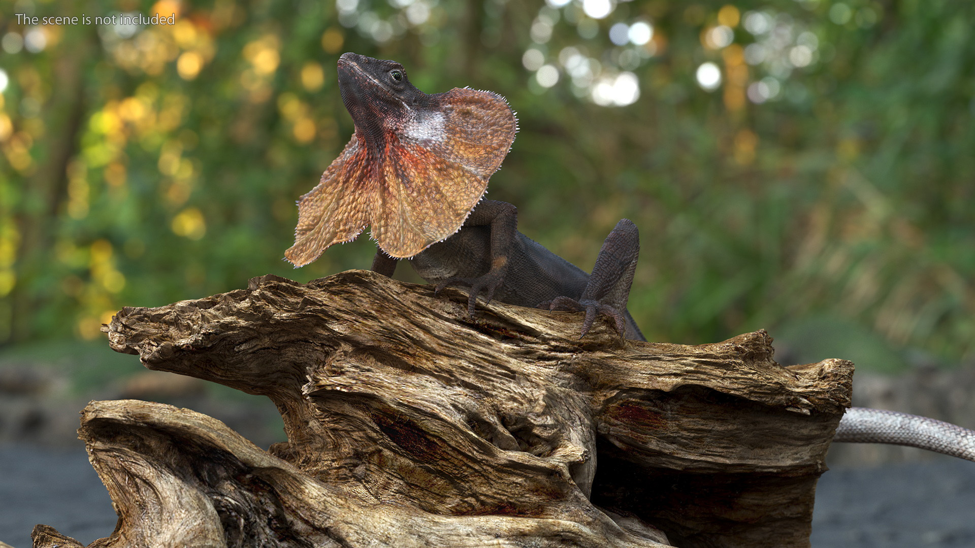 Frilled Lizard on Snag 3D