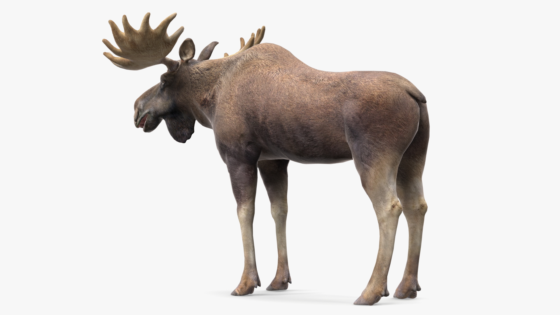 Moose No Fur 3D