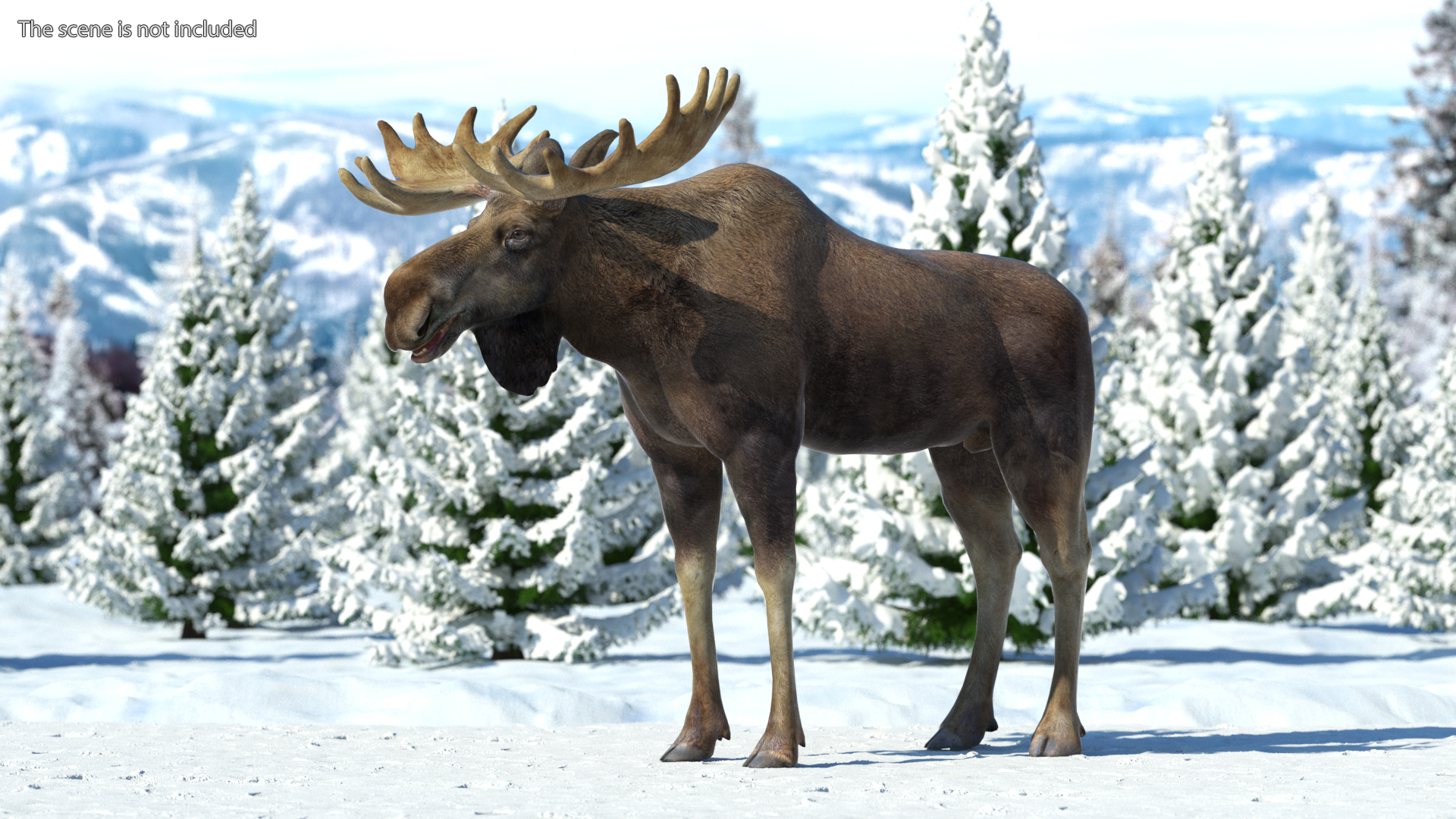 Moose No Fur 3D