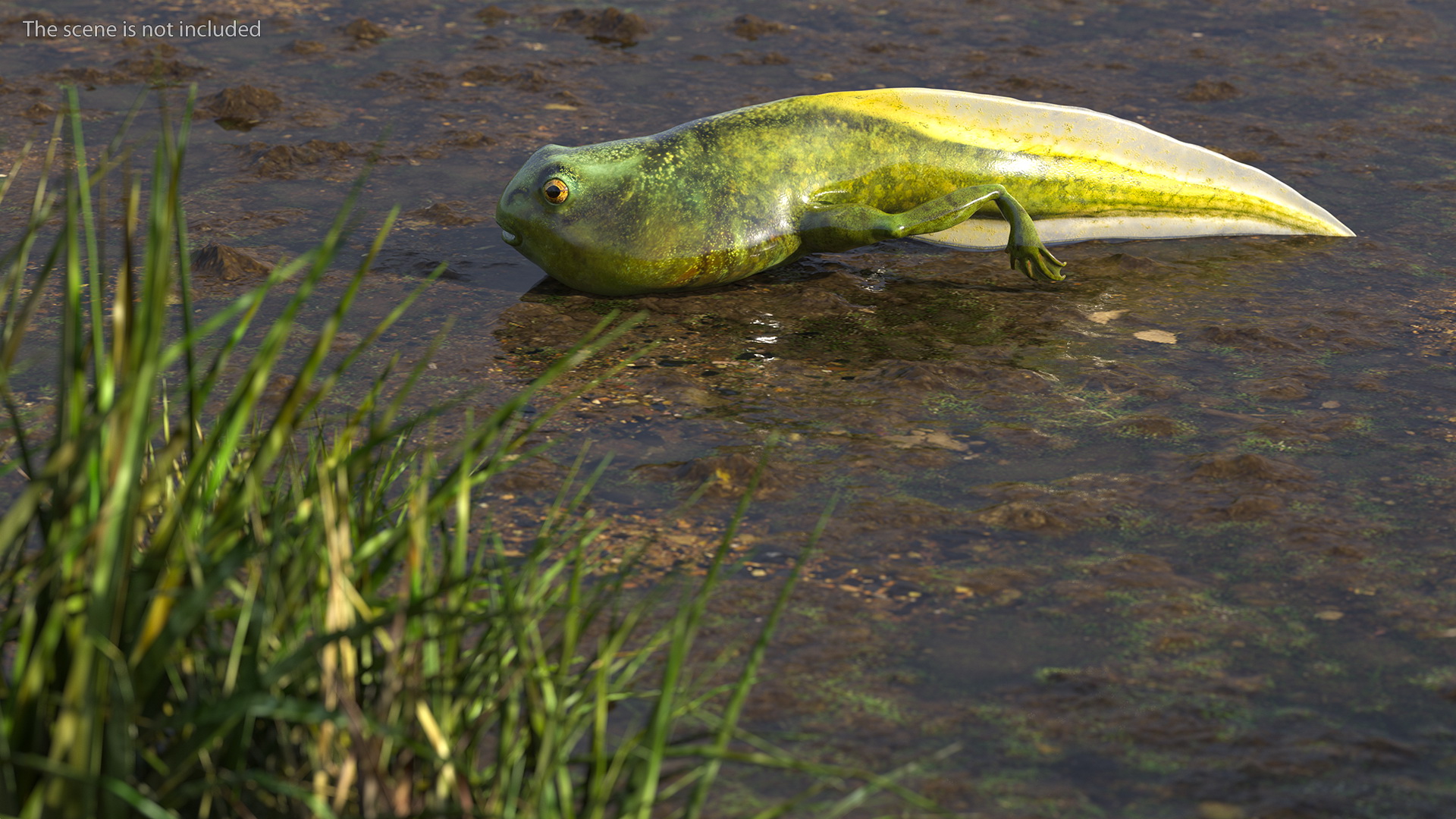 Tadpole with Legs Rigged 3D model