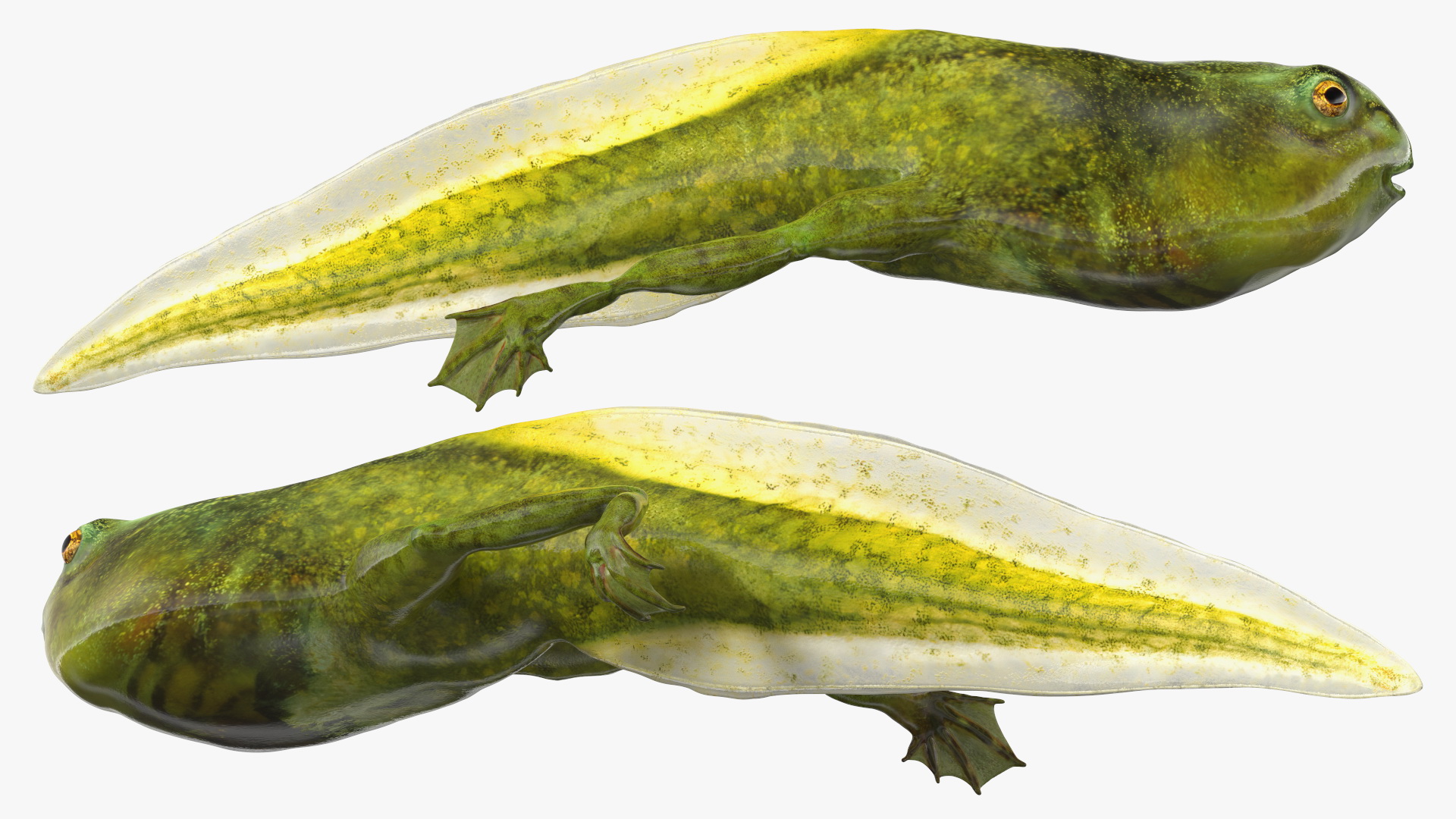 Tadpole with Legs Rigged 3D model