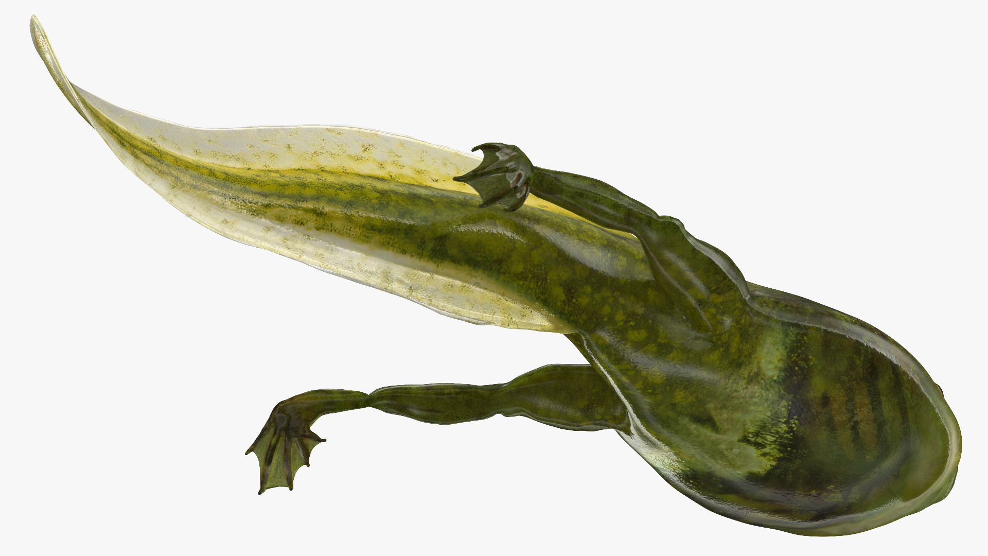 Tadpole with Legs Rigged 3D model