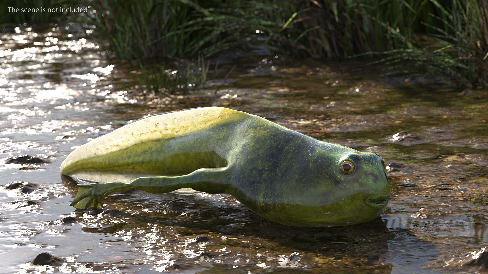 Tadpole with Legs Rigged 3D model