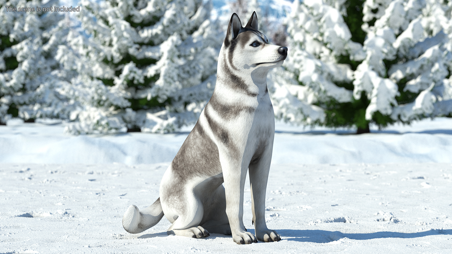 Sitting Siberian Husky Gray and White 3D