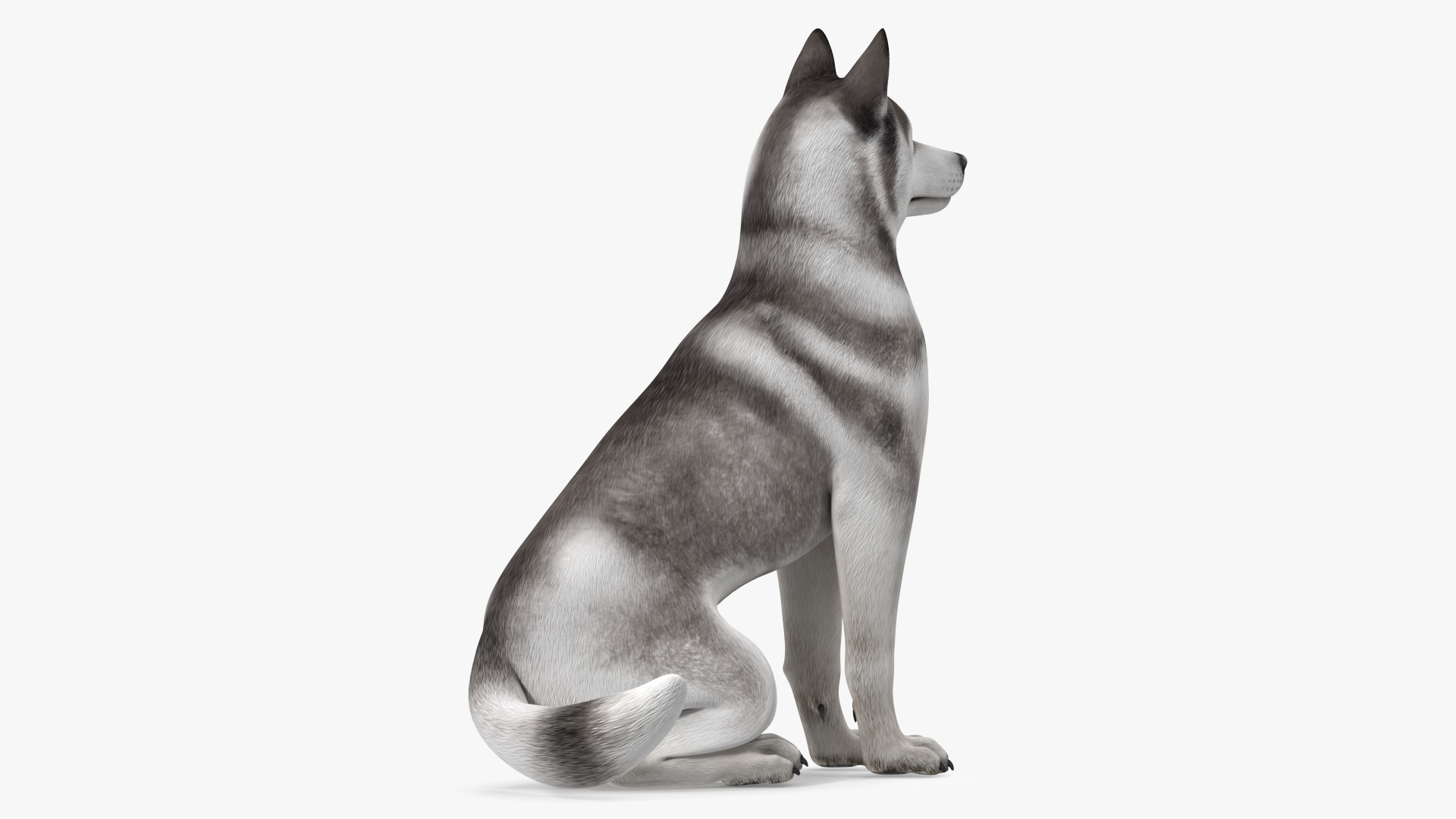 Sitting Siberian Husky Gray and White 3D