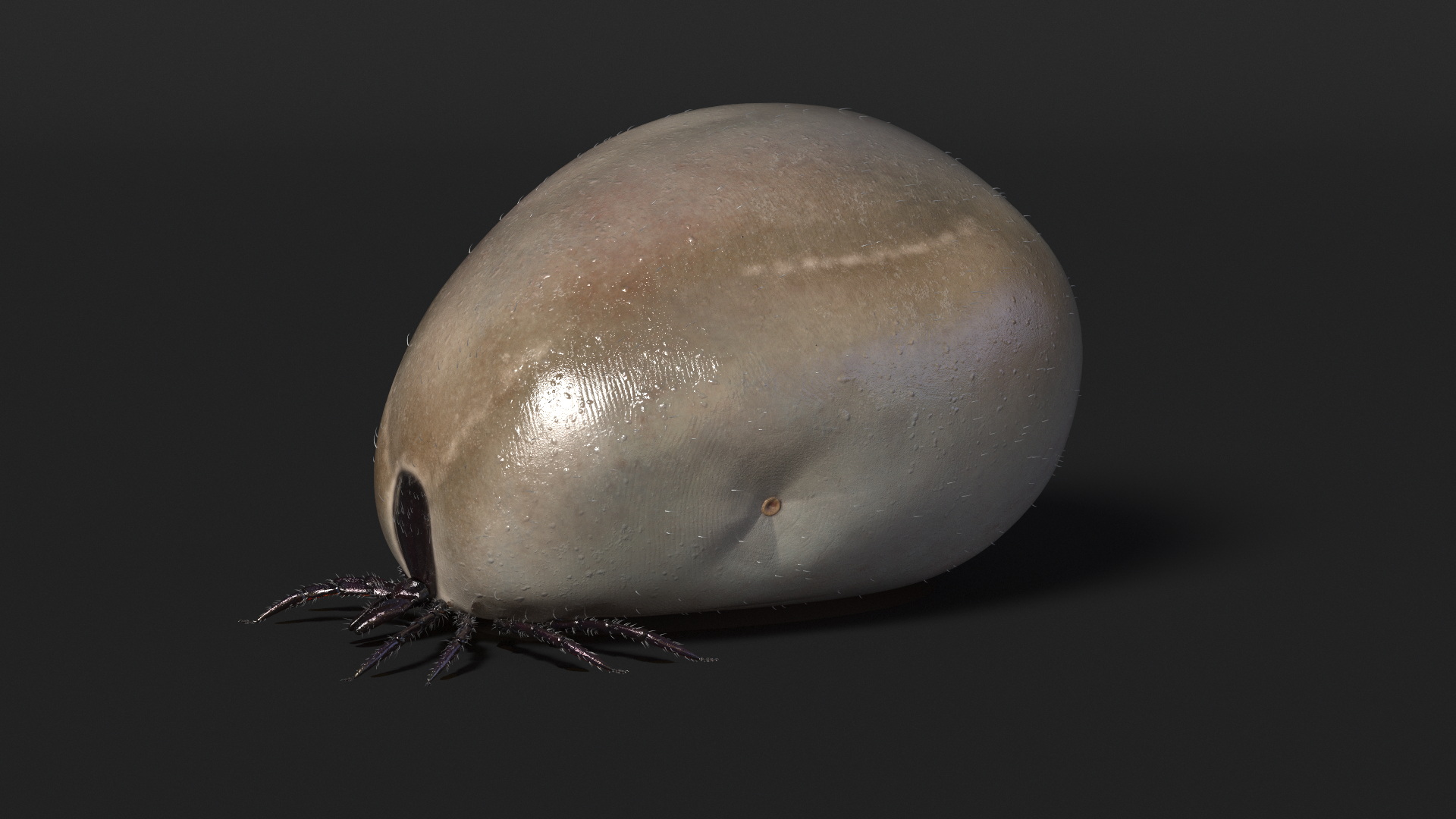 3D Swollen Tick Fur