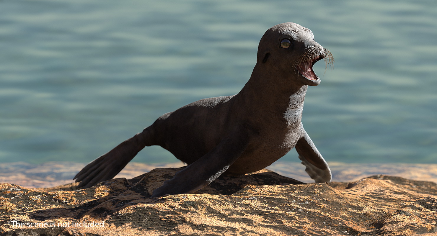 3D model Sea Lion Wet Neutral Pose